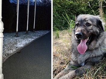 Kreis Hof: Hund nach Pinkeln gegen Straßenlaterne tot - Fall erinnert an 18-Jährigen
