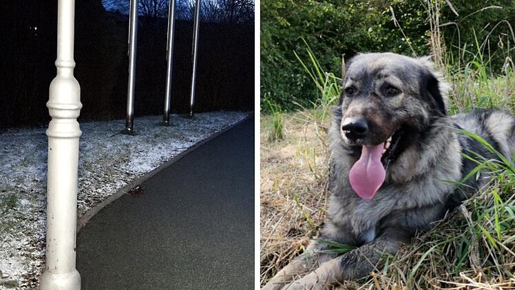 Kreis Hof: Hund nach Pinkeln gegen Straßenlaterne tot - Fall erinnert an 18-Jährigen