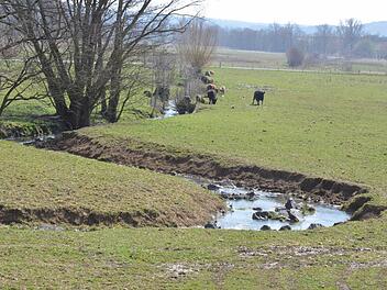 Rinder werden auf rund 32 Hektar des über 50 Hektar großen Geländes als lebende Rasenmäher gehalten. Fotos: Rainer Lutz