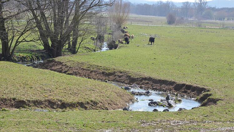 Rinder werden auf rund 32 Hektar des über 50 Hektar großen Geländes als lebende Rasenmäher gehalten. Fotos: Rainer Lutz