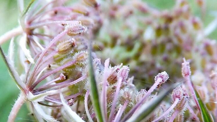 Die Wurzel der wilden Möhre wird zum Aromatisieren von Speisen verwendet.