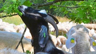 Eine Ziege verbeißt eine Eiche - die Tiere eignen sich besonders, um Verbuschung zu reduzieren. Fotos: Rainer Lutz