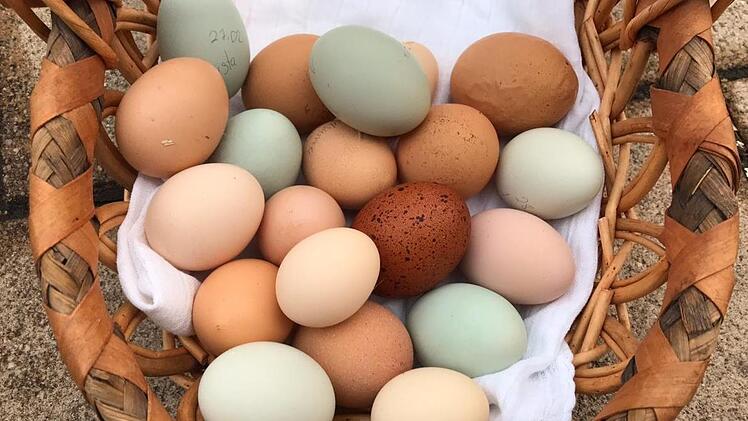 Die Eier sind so unterschiedlich und bunt wie die Hühnerschar selbst.Foto: Dagmar Besand