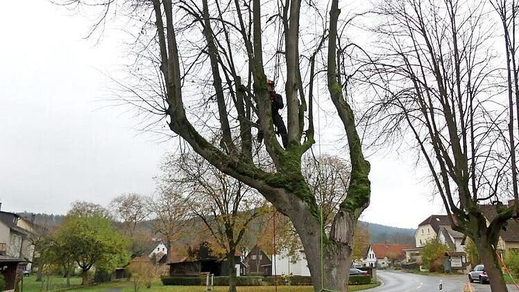 Die zwei Linden am oberen Dorfplatz haben gerade einen Pflegeschnitt erhalten.  Foto: Dieter Hübner