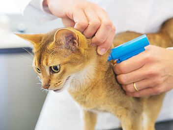 Katze, Tierarzt, Chip, Chip-Pflicht