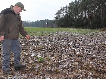 Jagdpächter und Landwirt Jürgen Peßler auf einem Feld bei Nackendorf, das am Tag zuvor noch Wiese war. Hier haben Wildschweine über Nacht ganze Arbeit geleistet. Foto: Andreas Dorsch