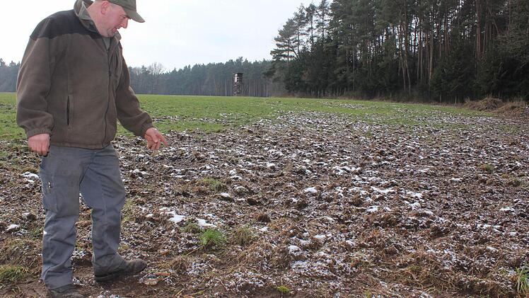 Jagdpächter und Landwirt Jürgen Peßler auf einem Feld bei Nackendorf, das am Tag zuvor noch Wiese war. Hier haben Wildschweine über Nacht ganze Arbeit geleistet. Foto: Andreas Dorsch