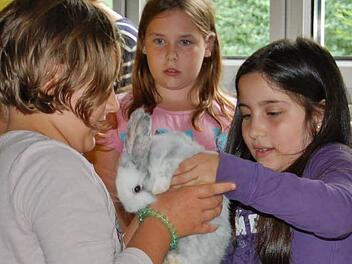 Nicht nur zum Anschauen, auch zum Anfassen sind weit über hundert Kaninchen in der Lokalschau der Kleintierzüchter