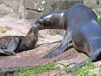 Ein älterer Seelöwe begrüßt ein Neugeborenes.  Foto: Tiergarten Nürnberg