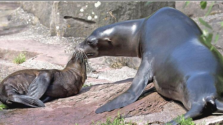 Ein älterer Seelöwe begrüßt ein Neugeborenes.  Foto: Tiergarten Nürnberg