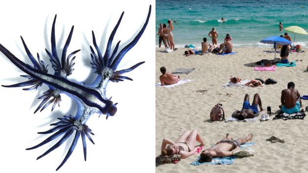 Blauer Drache in Spanien: Giftschnecke sorgt für Strandsperrungen