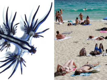Blauer Drache in Spanien aufgetaucht