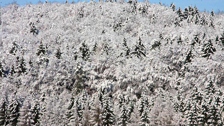 Winterwald. Foto: Franz Galster
