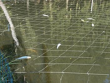 Rund 500 Fische im Kreis Hof gestorben