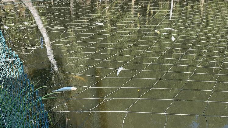 Rund 500 Fische im Kreis Hof gestorben