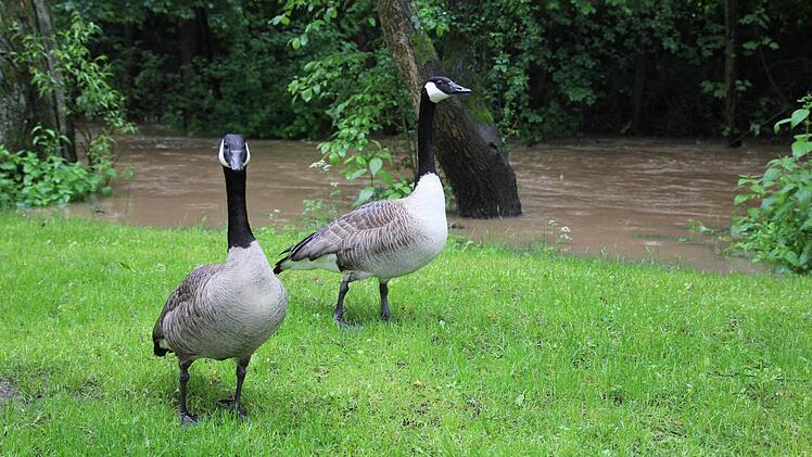 Den Gänsen gefällt das Hochwasser südlich des Parkplatzes "An der Schütt".