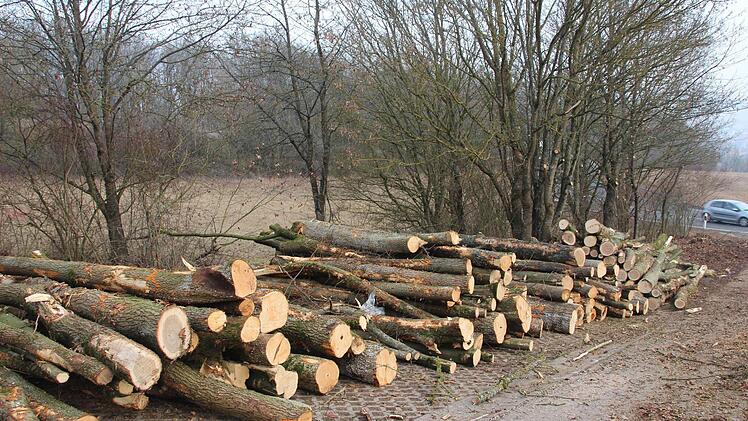 Fällarbeiten bei Nüdlingen. Foto: Heike Beudert