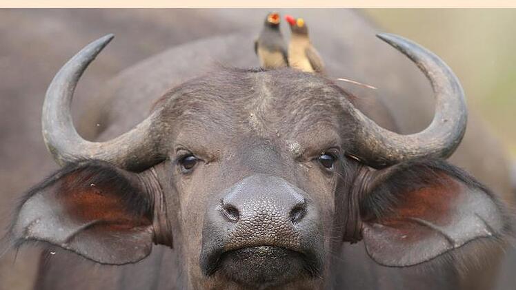 Mitglied der Big Five: Ein Büffel, fotografiert am Lake Nakuru. Günther Schneider