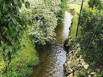 Die Schönheit des  Mühlbachs  ist in Gefahr.Carmen Schwind