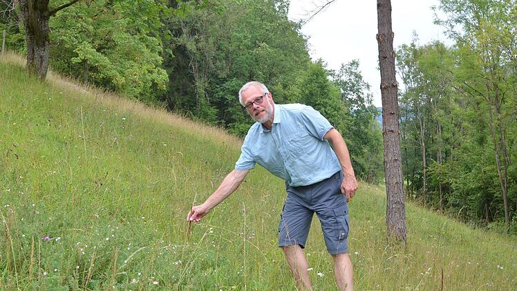Halbtrockenrasen, die durch menschliches Wirken entstanden sind, kommen mit der Dürre ganz gut klar. Fotos: Rainer Lutz