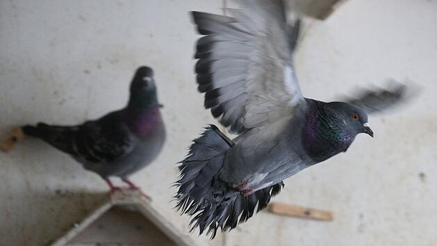 Simbach in Niederbayern: Unbekannter schie&szlig;t auf Tauben - landen tot auf Balkon