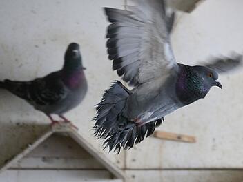 Simbach in Niederbayern: Unbekannter schießt auf Tauben - landen tot auf Balkon