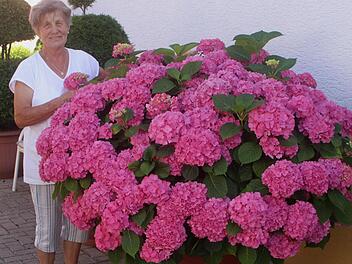 Hildegard Weingold aus Kirchlauter hinter ihrer prächtig rosa blühenden Hortensie.