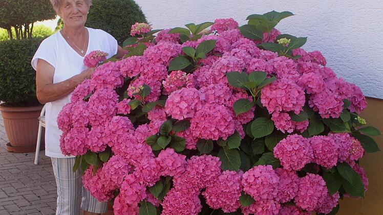 Hildegard Weingold aus Kirchlauter hinter ihrer prächtig rosa blühenden Hortensie.