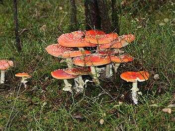 Wunderschön, doch leider nicht genießbar: der FliegenpilzFotos: Erlwein