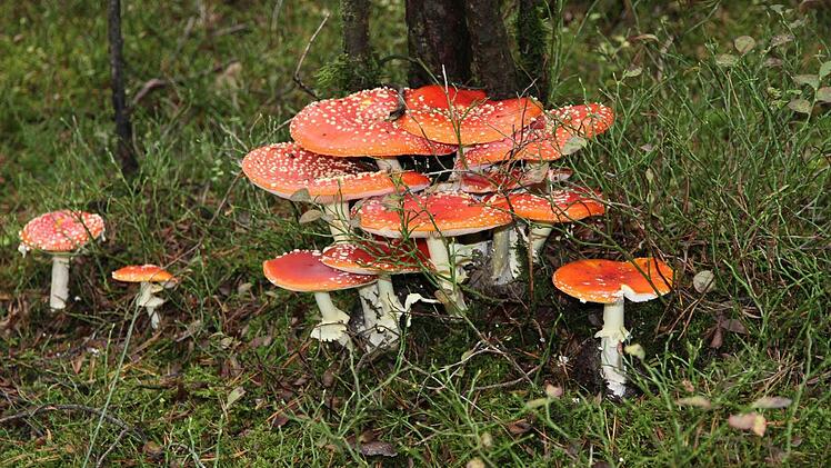 Wunderschön, doch leider nicht genießbar: der FliegenpilzFotos: Erlwein