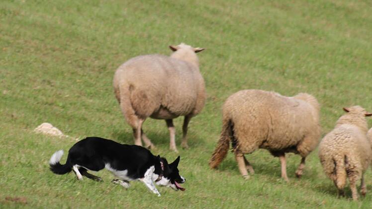 Franken-Trial der Border Collies  Foto: Sonny Adam