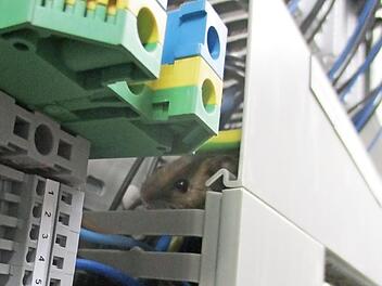 Kleiner Preistreiber: Eine Maus im Schaltkasten der Biomasseheizung der Realschule verursachte eine kleine Störung im Betrieb und Reparaturkosten. Foto: Reiner Knoll
