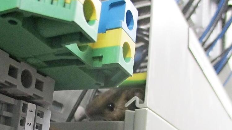 Kleiner Preistreiber: Eine Maus im Schaltkasten der Biomasseheizung der Realschule verursachte eine kleine Störung im Betrieb und Reparaturkosten. Foto: Reiner Knoll