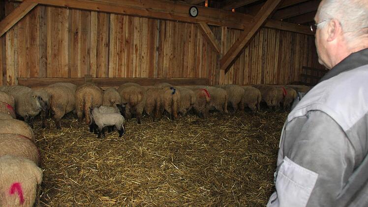 Lothar Schineller mit seiner Herde. Die Nummer 1 steht ganz vorne