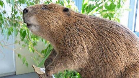 Ein in einem Zaun verendeter Biber wurde für das Landratsamt zu Informations- und Schulungszwecken präpariert.