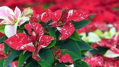 Beim Kauf des richtigen Weihnachtssterns kann viel falsch gemacht werden. Es gibt Merkmale auf die man achten sollte.Foto: Friso Gentsch/dpa