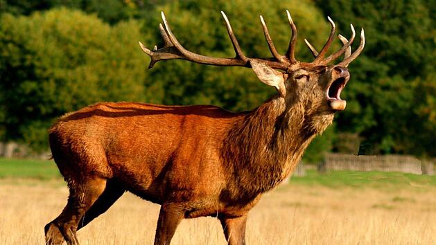 Vor allem wilde Hirsche, Rehe und Elche sind von der tödlichen Zombie-Krankheit betroffen. Auch für Menschen kann die Erkrankung lebensbedrohlich werden. Der Erreger breitet sich aus - auch in Europa werden erste Fälle gemeldet. Symbolfoto: lagunabluemolly/pixabay.com