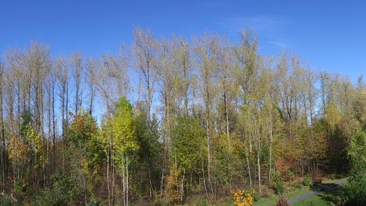 Das Pappelwäldchen in Dörfles-Esbach soll endlich gefällt werden - jetzt im November.  Foto: Lothar Weidner