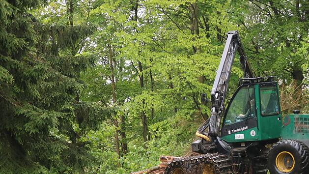 In der N&auml;he der Opferst&auml;tte werden derzeit mehrere vertrocknete Fichten gef&auml;llt. Foto: Klaus Klaschka