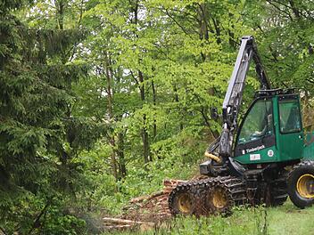 In der Nähe der Opferstätte werden derzeit mehrere vertrocknete Fichten gefällt. Foto: Klaus Klaschka