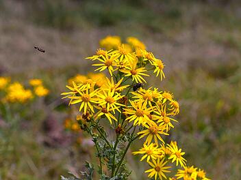 Stadt weist auf Wildplanze in Bamberg hin - giftige Inhaltsstoffe