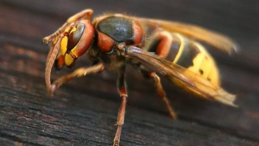 Die vielen Grusel-Geschichten &uuml;ber Hornissen kommen wahrscheinlich daher, dass Hornissen gr&ouml;&szlig;er sind als Bienen. Sie haben auch einen l&auml;ngeren Stachel. Symbolfoto: Karl-Josef Hildenbrand/dpa