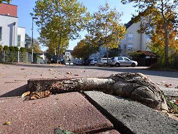 Die in die Breite wachsenden Wurzeln der Platanen haben Stolperfallen auf dem Gehweg am MTV-Gelände gebildet.  Foto: Ronald Rinklef