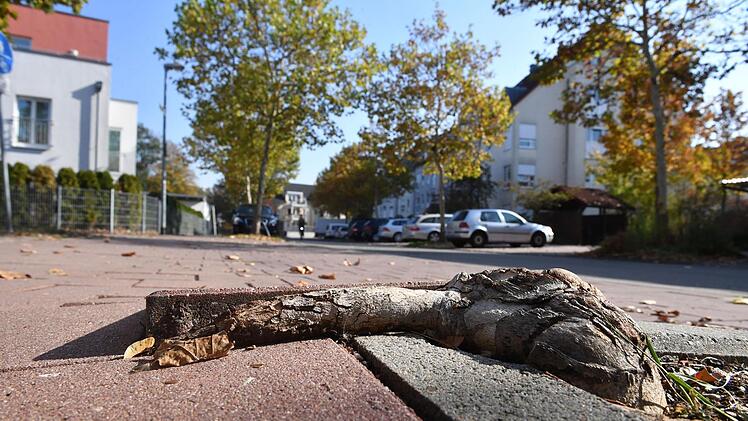 Die in die Breite wachsenden Wurzeln der Platanen haben Stolperfallen auf dem Gehweg am MTV-Gelände gebildet.  Foto: Ronald Rinklef