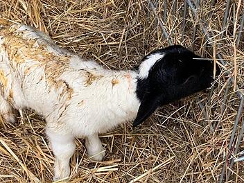 Das Lamm ist am Sonntagmorgen in der lebenden Krippe im Graben der Kaiserpfalz zur Welt gekommen. Fotos: privat