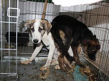 Blick in den Transporter: Manche Hunde standen in ihren Exkrementen.  Foto: Bruckner/Tierschutzbund