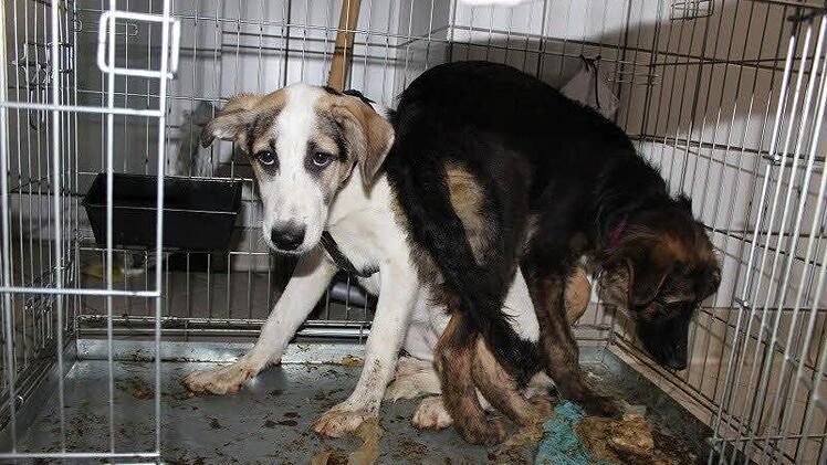 Blick in den Transporter: Manche Hunde standen in ihren Exkrementen.  Foto: Bruckner/Tierschutzbund
