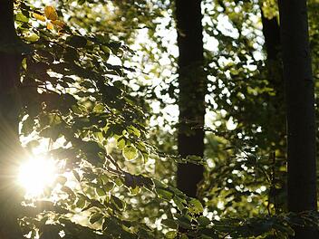 Seit zwei Jahren wird geplant, ab morgen läuft der "Pachtvertrag": In einem Areal nahe des Klauswaldes will die Stiftung Bewusstseinswissenschaften Menschen helfen, zu sich zu finden. Foto: Arkadius Guzy