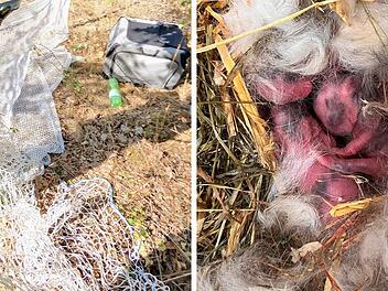 H&ouml;rstein: Tierretter mit schockierendem Fund - "au&szlig;ergew&ouml;hnliche Zahl"