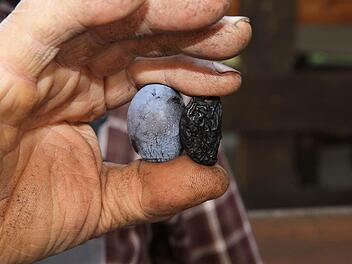 Eine Zwetschge vor und nach der Trocknung. Fotos: Erlwein